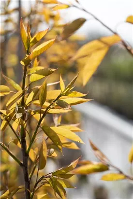 Felsenbirne 'Robin Hill' - Amelanchier arborea 'Robin Hill'