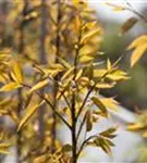 Felsenbirne 'Robin Hill' - Amelanchier arborea 'Robin Hill'