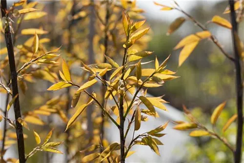 Felsenbirne 'Robin Hill' - Amelanchier arborea 'Robin Hill'