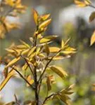 Felsenbirne 'Robin Hill' - Amelanchier arborea 'Robin Hill'