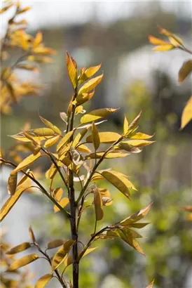 Felsenbirne 'Robin Hill' - Amelanchier arborea 'Robin Hill'