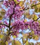 Gemeiner Judasbaum - Cercis siliquastrum