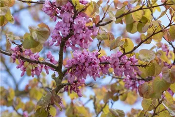 Cercis - Judasbaum