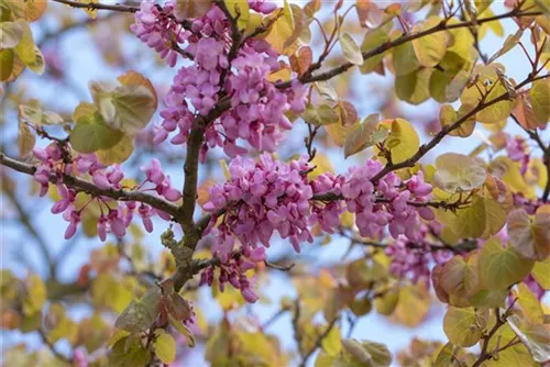 Gemeiner Judasbaum - Cercis siliquastrum