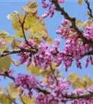 Gemeiner Judasbaum - Cercis siliquastrum