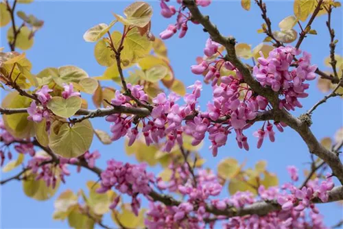 Gemeiner Judasbaum - Cercis siliquastrum