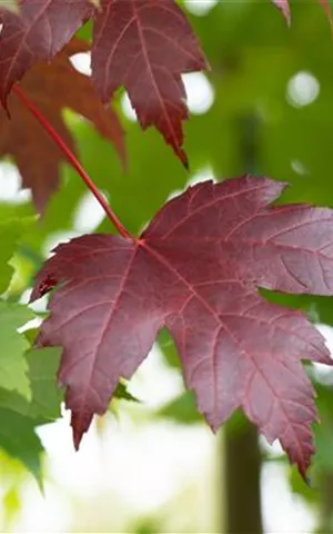 Acer platanoides 'Royal Red'