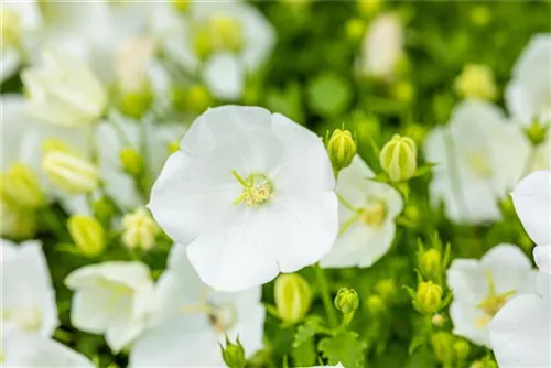 Niedrige Garten-Glockenblume - Campanula carp.'Weiße Clips'