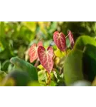 Schwefelgelbe Garten-Elfenblume - Epimedium x versicolor 'Sulphureum'