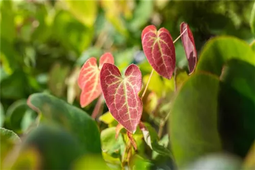 Schwefelgelbe Garten-Elfenblume - Epimedium x versicolor 'Sulphureum'