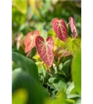 Schwefelgelbe Garten-Elfenblume - Epimedium x versicolor 'Sulphureum'