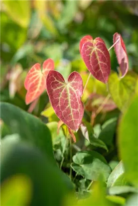 Schwefelgelbe Garten-Elfenblume - Epimedium x versicolor 'Sulphureum'