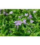 Niedliche Garten-Glockenblume - Campanula cochleariif.'Bavaria Blue', gen.