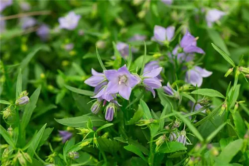 Niedliche Garten-Glockenblume - Campanula cochleariif.'Bavaria Blue', gen.