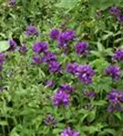 Garten-Knäuel-Glockenblume - Campanula glomerata 'Superba'