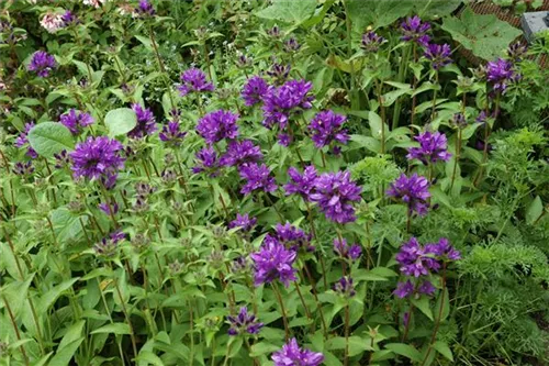 Garten-Knäuel-Glockenblume - Campanula glomerata 'Superba'