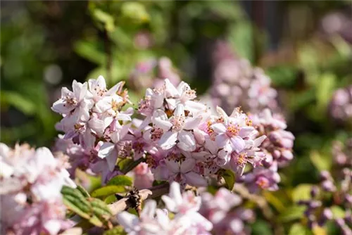 Rosendeutzie - Deutzia hybrida 'Mont Rose' - Wildgehölze