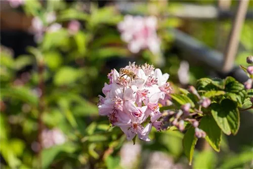 Rosendeutzie - Deutzia hybrida 'Mont Rose' - Wildgehölze