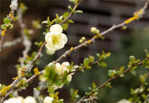 Zierquitte - Chaenomeles superba 'Jet Trail'