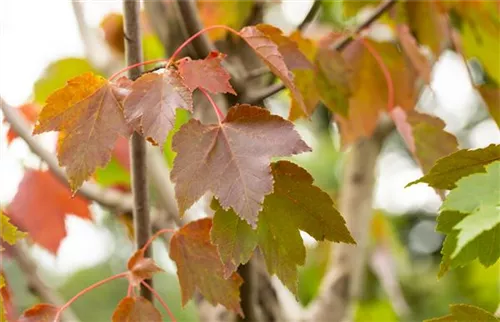 Rotahorn 'October Glory' - Acer rubrum 'October Glory' - Baum