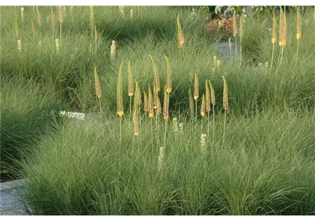 Eremurus x isabellinus 'Cleopatra' - Isabellen-Garten-Steppenkerze