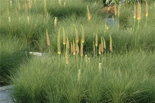 Isabellen-Garten-Steppenkerze - Eremurus x isabellinus 'Cleopatra'