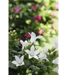 Garten-Dolden-Glockenblume - Campanula lactiflora 'White Pouffe'