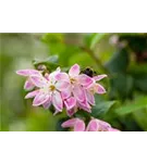 Sternchenstrauch 'Strawberry Fields' - Deutzia hybrida 'Strawberry Fields'