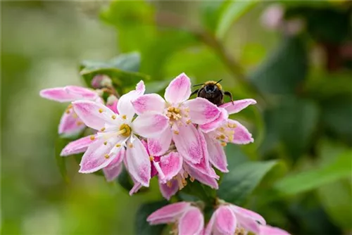 Sternchenstrauch 'Strawberry Fields' - Deutzia hybrida 'Strawberry Fields'