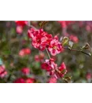 Zierquitte 'Pink Storm' - Chaenomeles speciosa 'Pink Storm'