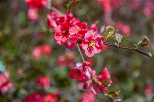 Zierquitte 'Pink Storm' - Chaenomeles speciosa 'Pink Storm'