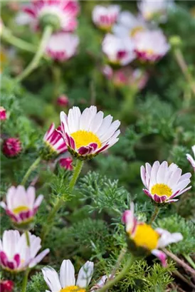 Kreisblume - Anacyclus pyrethrum var.depressus