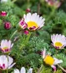 Kreisblume - Anacyclus pyrethrum var.depressus