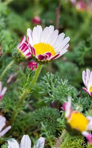 Anacyclus pyrethrum var.depressus