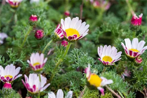 Kreisblume - Anacyclus pyrethrum var.depressus