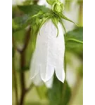 Breitblättrige Garten-Glockenblume - Campanula latifolia var.macrantha 'Alba'