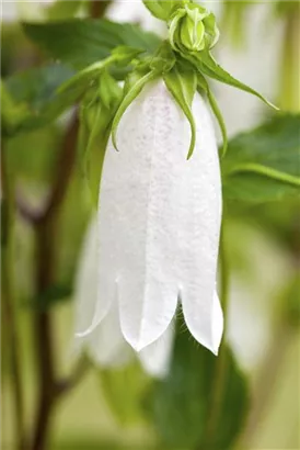 Breitblättrige Garten-Glockenblume - Campanula latifolia var.macrantha 'Alba'