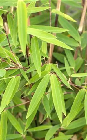 Fargesia nitida 'Volcano'