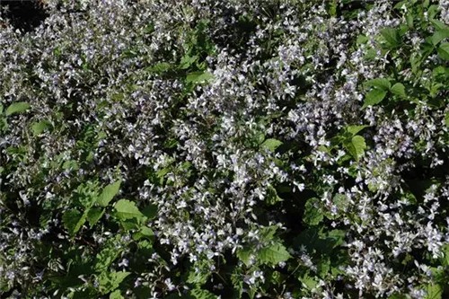 Krautige Garten-Waldrebe - Clematis x jouiniana 'Praecox'