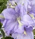 Pfirsichblättrige Garten-Glockenblume - Campanula persicif.'Grandiflora Coerulea'