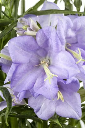 Pfirsichblättrige Garten-Glockenblume - Campanula persicif.'Grandiflora Coerulea'