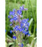 Große Garten-Ochsenzunge - Anchusa azurea 'Dropmore'