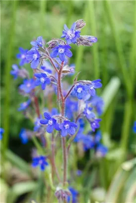 Große Garten-Ochsenzunge - Anchusa azurea 'Dropmore'