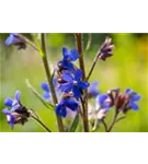 Große Garten-Ochsenzunge - Anchusa azurea 'Dropmore'