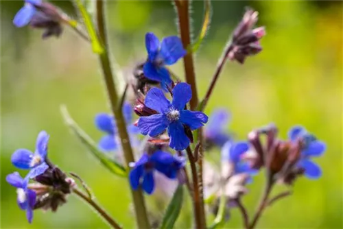 Große Garten-Ochsenzunge - Anchusa azurea 'Dropmore'