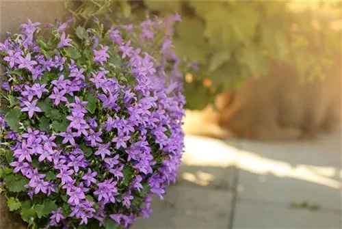 Garten-Polster-Glockenblume - Campanula portenschlagiana 'Birch Hybrid'