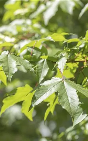 Acer saccharinum