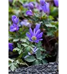 Garten-Strahlen-Windröschen - Anemone blanda 'Blue Shades'