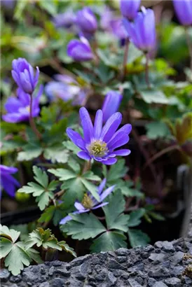 Garten-Strahlen-Windröschen - Anemone blanda 'Blue Shades'