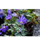 Garten-Strahlen-Windröschen - Anemone blanda 'Blue Shades'